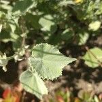 Abutilon palmeri Ліст