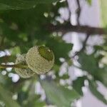 Quercus bicolor Fruit