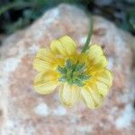 Hippocrepis scorpioides Flor