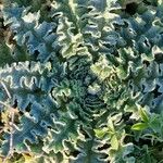 Verbascum sinuatum برگ