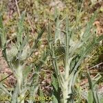 Cirsium echinatum 整株植物