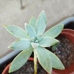 Dudleya greenei RoseHabitus