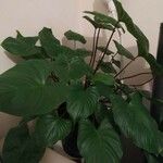 Homalomena rubescens Hoja