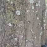Anadenanthera colubrina പുറംതൊലി
