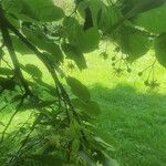 Tilia americana Φύλλο