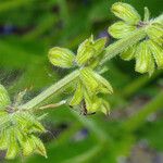 Salvia pratensis Blüte