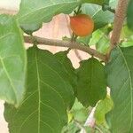 Bunchosia glandulifera Fruto