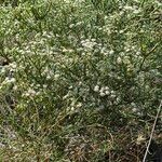 Seseli tortuosum Libunga