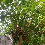 Jatropha curcas Habitus
