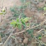 Acanthospermum hispidum Fruit