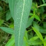 Euphorbia heterophylla Foglia