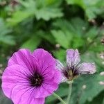 Geranium psilostemon Хабит