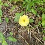 Ipomoea ochracea Λουλούδι