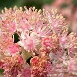 Rodgersia aesculifolia Flower