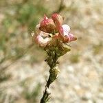 Onobrychis supina Квітка