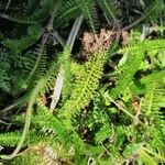 Achillea millefoliumLeht