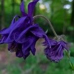 Aquilegia vulgarisBloem