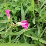 Oxalis purpurata Lorea