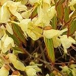 Corylopsis pauciflora Квітка