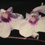 Ionopsis utricularioides Fleur