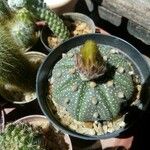 Astrophytum asterias Leaf