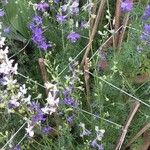 Delphinium ajacisBlüte