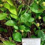 Cephalanthus occidentalis Folla