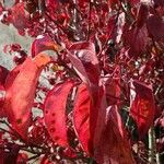 Cornus racemosa Leaf