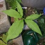 Arisaema dracontium Blatt