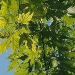 Acer saccharinumЛист