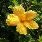 Hibiscus rosa-sinensisLeaf