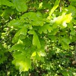 Quercus × rosacea Blad