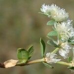 Paronychia argentea Flors