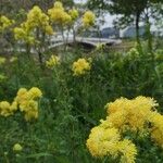 Thalictrum flavum Blomma