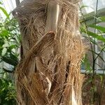 Thrinax parviflora Corteza