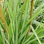 Kniphofia uvaria Leht