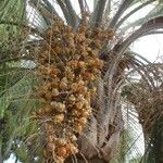 Butia odorata Muu