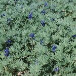 Lupinus digitatus Other