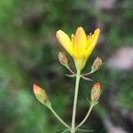 Hypericum pulchrum Kvet
