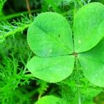 Trifolium nigrescens Blad