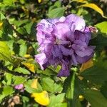 Hibiscus syriacusFlower