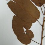 Ficus cremersii Máis