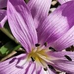 Colchicum cupanii Квітка