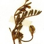Astragalus hamosus 花
