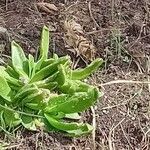 Glottiphyllum linguiforme Fuelha