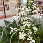 Calanthe triplicata Blüte