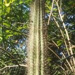 Pilosocereus chrysacanthus Blatt