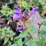 Scutellaria alpina Blüte