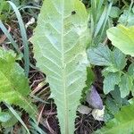 Crepis paludosa Leaf