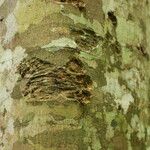 Celtis mildbraedii Rinde